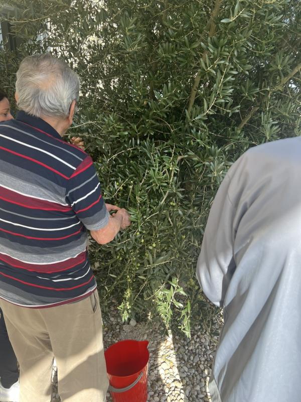 Berba maslina u Domu za starije PIO