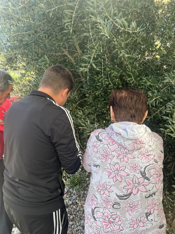 Berba maslina u Domu za starije PIO