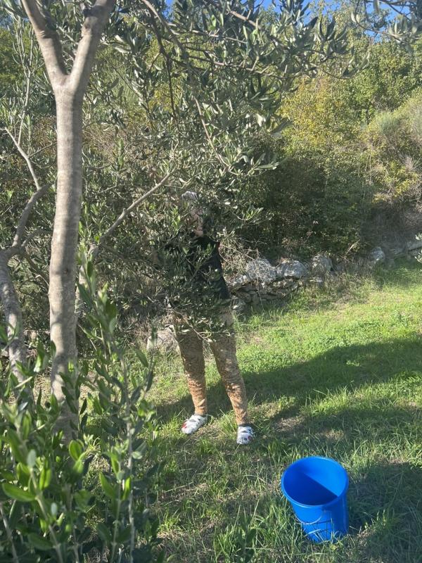 Berba maslina u Domu za starije PIO